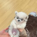 퍼피스토리 이미지