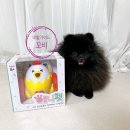애니펫 | 애니펫 꼬꼬닭 강아지 무선 조종 노즈워크RC