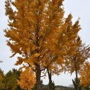 영자네김밥집 | 쭈꾸미,첫 재택근무,더밀데이,카츠장이,동네짬뽕,목구멍,고령 나들이,영자네맛집,밤산책,두찜 로제찜닭)