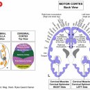 FEMALE SEXUAL ORGANS - 질 근육 이미지