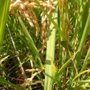 남궁농장 이미지