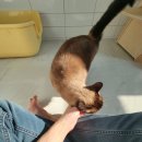 잔다냥 천안점 | 천안 고양이호텔, 고양이미용 잔다냥 천안점 호텔 손님 망고님!!