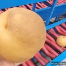 배*열 이미지