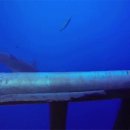 상어피시방 이미지