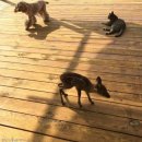 부안사슴농장 이미지