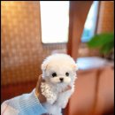 조이퍼피 강아지분양 이미지