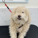 올치유치원 이미지