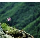 뻐꾸기PC 이미지