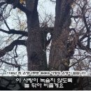 소향-인연(원곡가수이선희). 가사자막포함. 배경영상-용문산. 용문사 1100년된 은행나무. [K-POP] 이미지