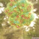 한잎클로버 이미지