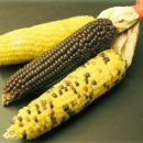 옥수수(CORN)의 효능 이미지