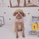 알콩달콩 애견미용실 이미지