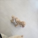 포근하개 | 여수 반려동물호텔 추천 &#39;포근하개&#39; 후기 !!