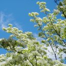 외고앞 이팝나무가로수 이미지