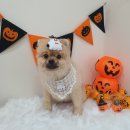 사계절, 몽 이미지