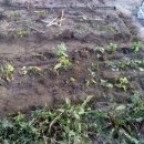 금치농장 이미지