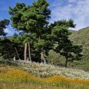 쌍화차거리 이미지