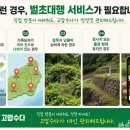 제주벌초