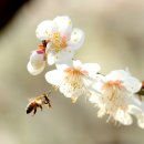인선건축사사무소주 | 장성 단암역(丹巖驛) 누정 진남루(鎭南樓)