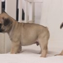 넥서스켄넬 이미지