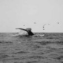 모스트(MOST) 이미지