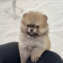 헬로 다키 이미지