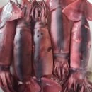 코끼리조개? 왕우럭조개?한 번 맛보면 못 잊는다고? 이미지