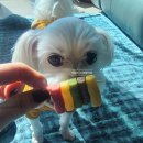 행복하개 희희멍멍 이미지