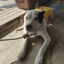 산불피해 후.. 울강쥐들. 이미지