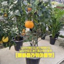 어진로 | [예삐플라워아울렛]남사화훼단지,남사면꽃집,용인화훼단지,새해특가 세일 진행 중,오렌지나무 13,900원...