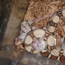 그린트리 이미지