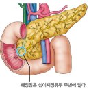 췌장 구조 이미지