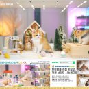 나의 집사 | 과천고양이분양 후기 나의 집사 도전기