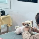 애견미용 이미지