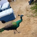 싱가포르 블로그 🇸🇬 (2/4) 워터밤으로 가자!💦 이미지