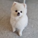 리틀댕댕 이미지