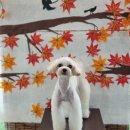 찰스앤에디 이미지