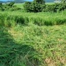 고서방흑염소 이미지