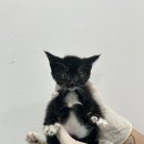 티플러스동물메디컬센터 이미지