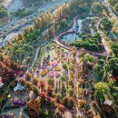 유성 국화축제 이미지