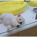 꼼지락 강아지 이미지