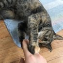 까칠이돼지 이미지