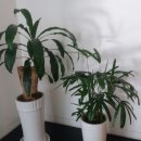 가나화원 이미지