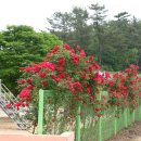 장마초등학교에는 장미가 붉은 자태를 자랑하고 있습니다. 이미지