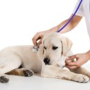 온유동물병원 이미지