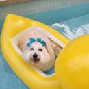 빌라드루이 이미지