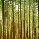 "낙엽 그리고 휴식같은 초록" 장성 축령산 편백나무숲 이미지