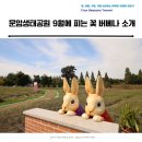 문암생태공원(관리사무소) | 청주 문암생태공원 9월에 피는 꽃 버베나 소개