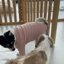 몽몽이발소 이미지