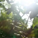 비즈트위트 그린 이미지